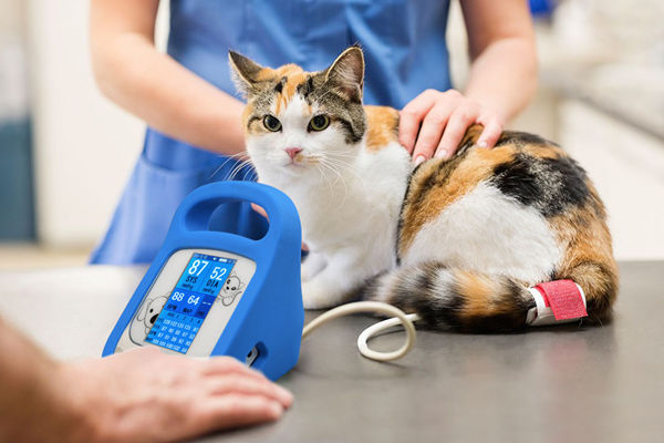 Veterinary Blood Pressure Monitor